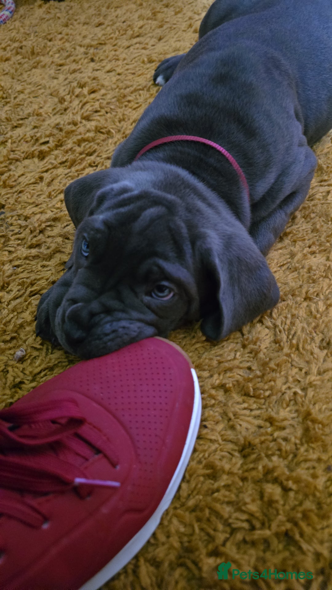 Cane Corso dogs for sale: My puppies  - Image 12