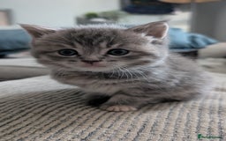 Mixed Breed cats for sale: Beautiful fluffy kittens, mum Persian X mainecoon  - Image 11