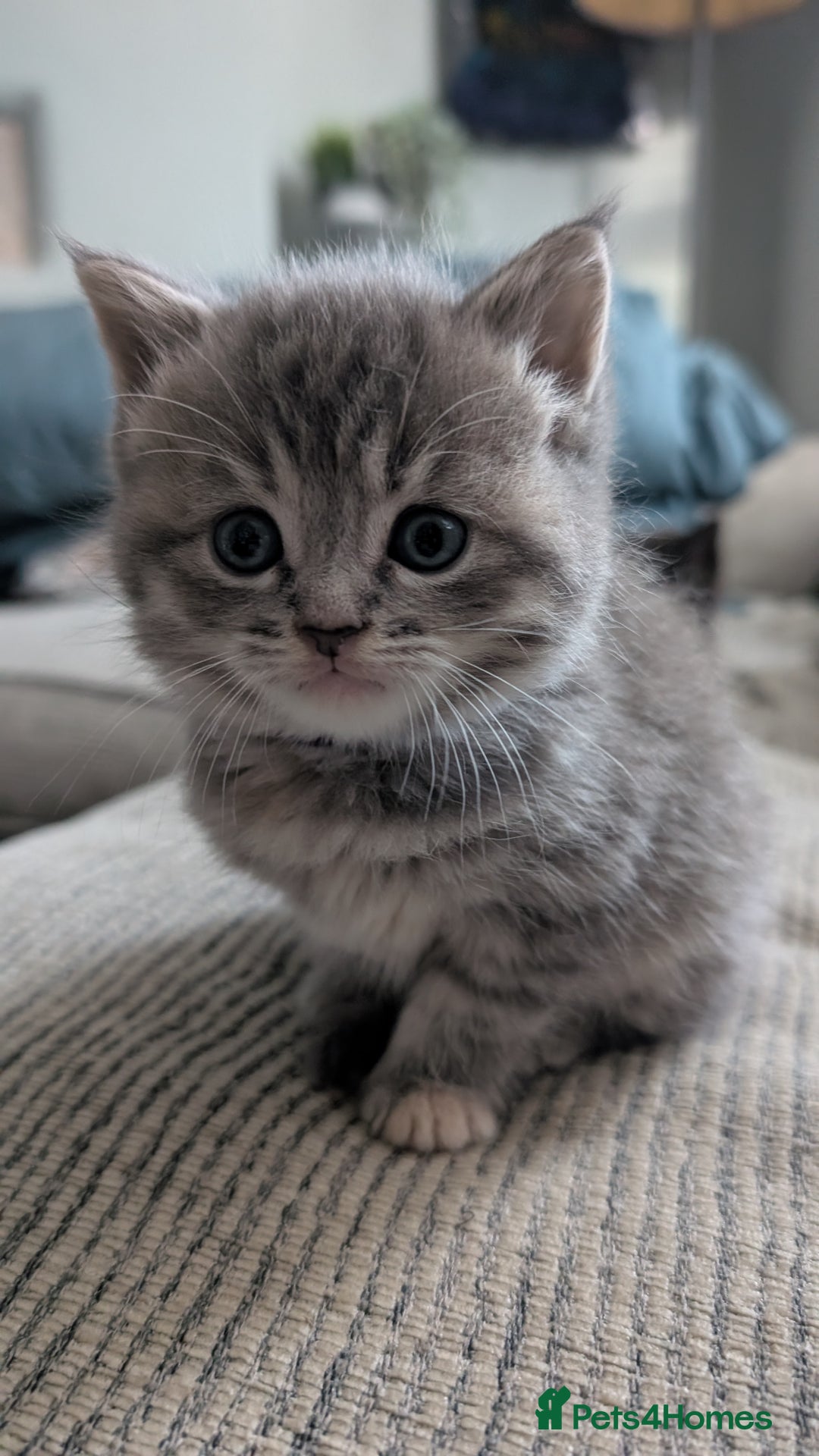 Mixed Breed cats for sale: Beautiful fluffy kittens, mum Persian X mainecoon  - Image 11