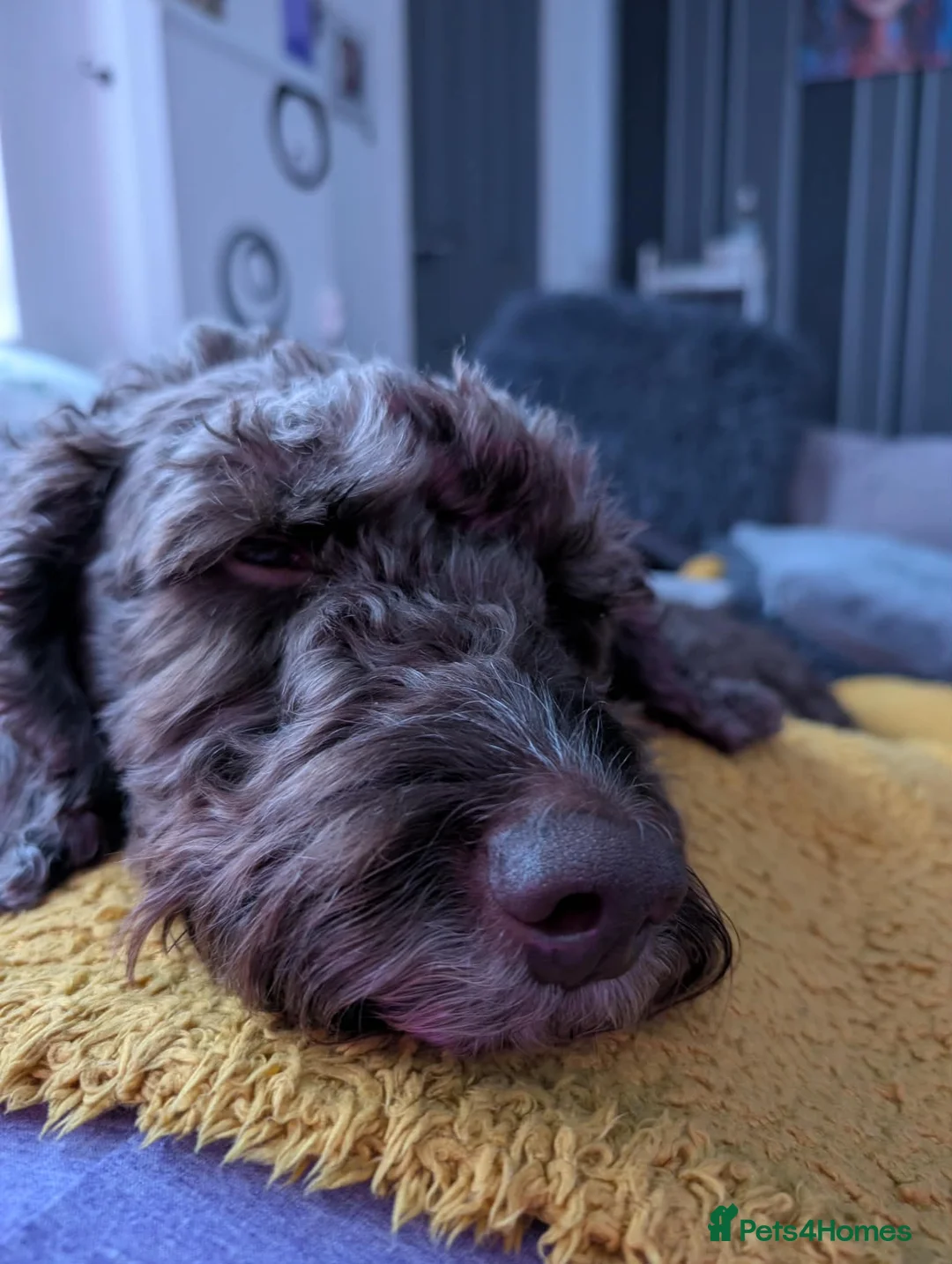 Mixed Breed dogs for adoption: Rehoming needed asap in Newcastle upon Tyne - Advert 1