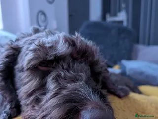 Mixed Breed dogs Rehoming needed asap - Advert 1