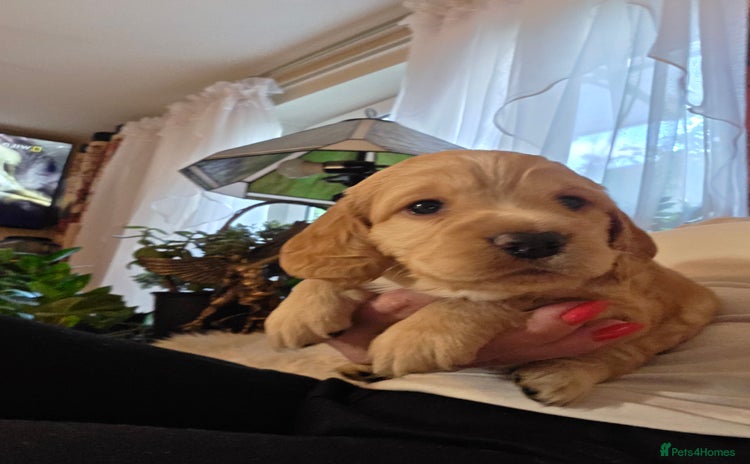 Cocker Spaniel dogs - Advert 3