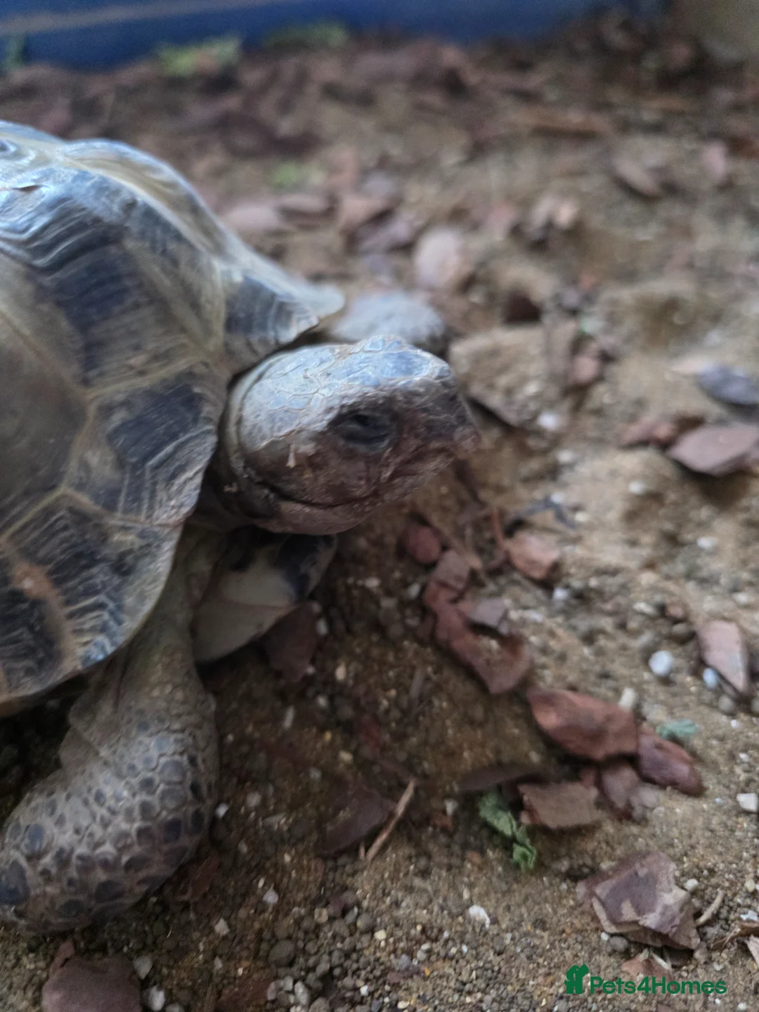 Tortoise reptiles for sale: Horsfield's tortoise - Advert 4