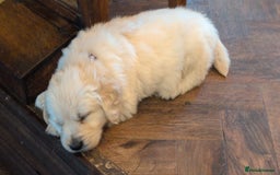 Golden Retriever dogs for sale: ❤️ Superb Litter of Golden Retriever Puppies ❤️ - Image 38