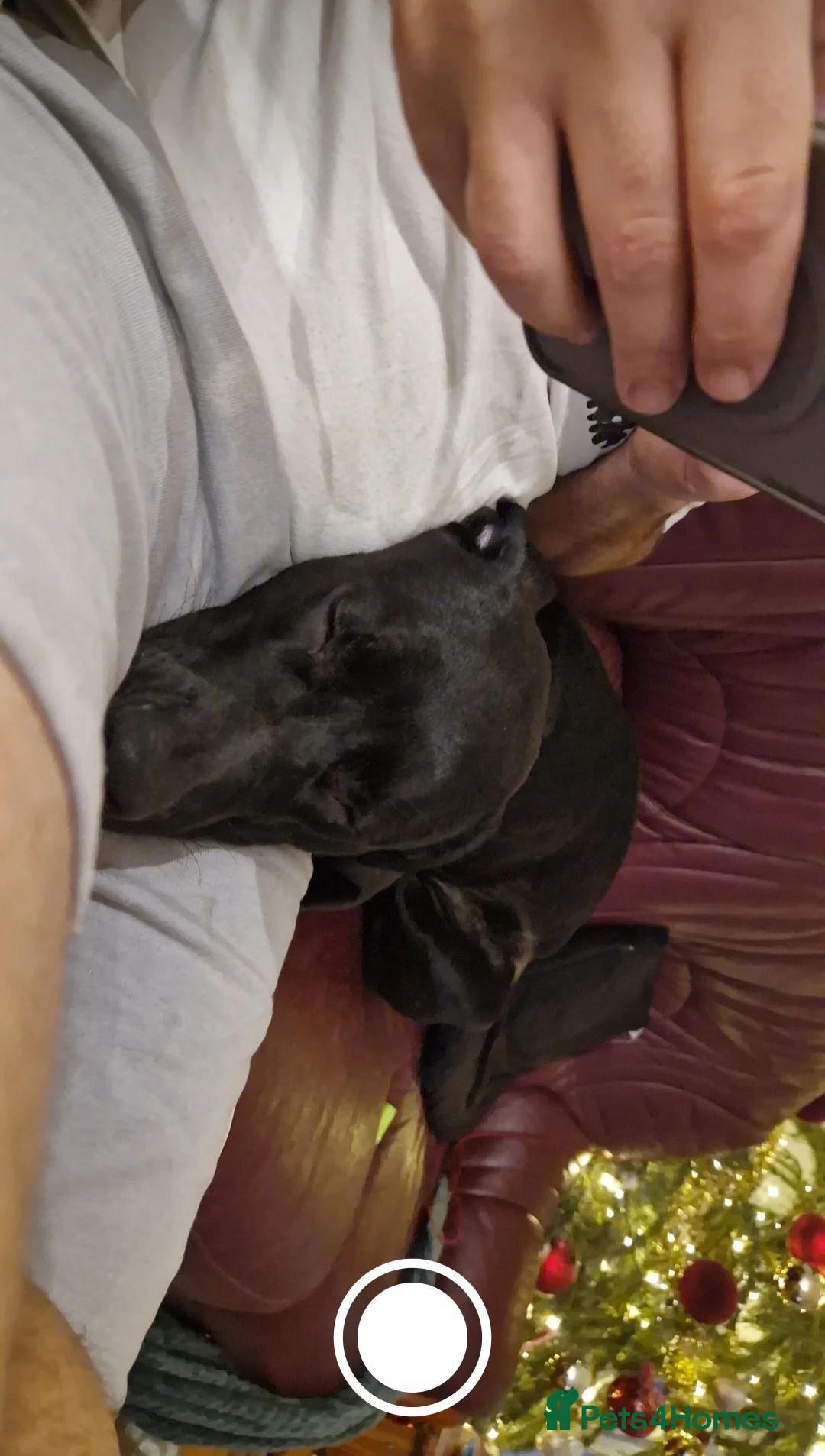 Mixed Breed dogs for sale: Django Cane corso X Greyhound  - Advert 6