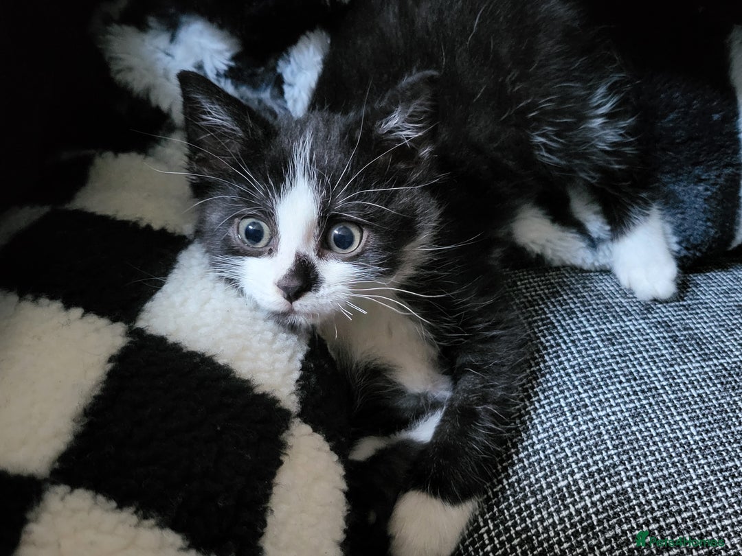 Mixed Breed cats for sale: 2 Male Kittens (Sphynx and Tuxedo) - Advert 5