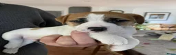 Jack Russell dogs for stud: Superb Quality Jack Russell at stud K.C Reg - Advert 6