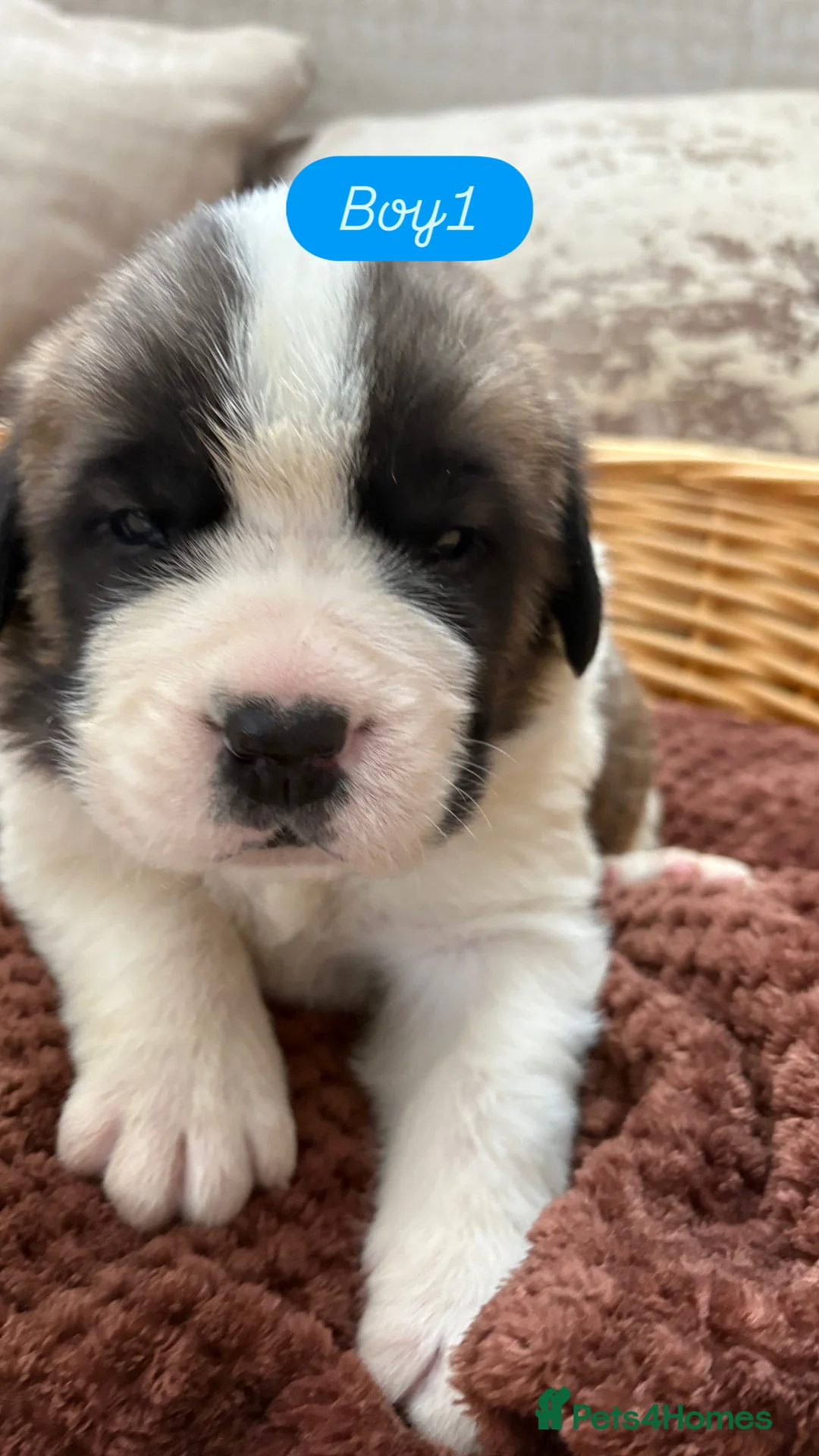 Saint Bernard dogs for sale: Chunky family raised champ blood Saint Bernard 🐶  - Advert 3