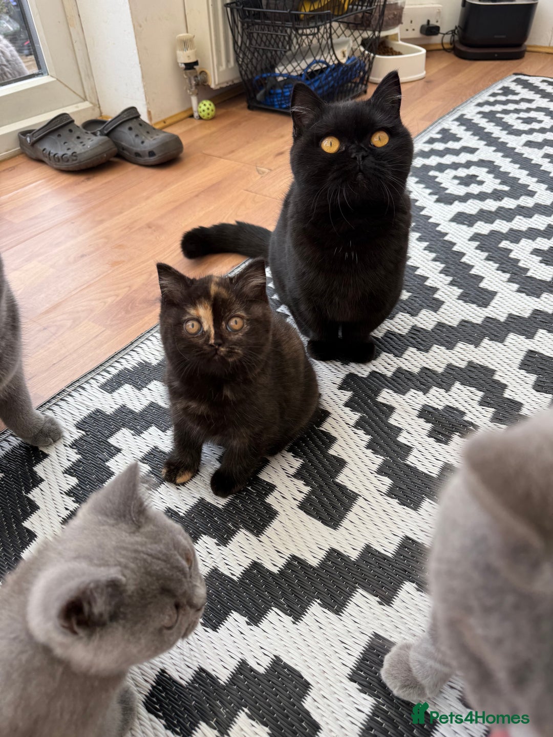 British Shorthair cats for sale: Rare Coloured British Shorthair kittens - Image 7