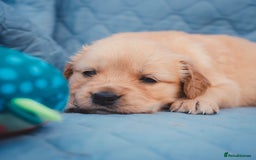 Golden Retriever dogs for sale: Ready now Golden Retriever Puppies KC Dad  - Image 17