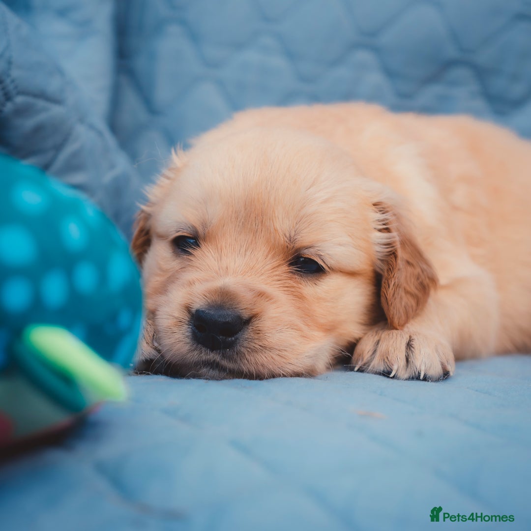 Golden Retriever dogs for sale: Ready now Golden Retriever Puppies KC Dad  - Image 17