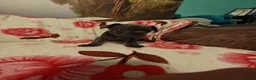 French Bulldog dogs for sale: French bulldog puppies  - Advert 6