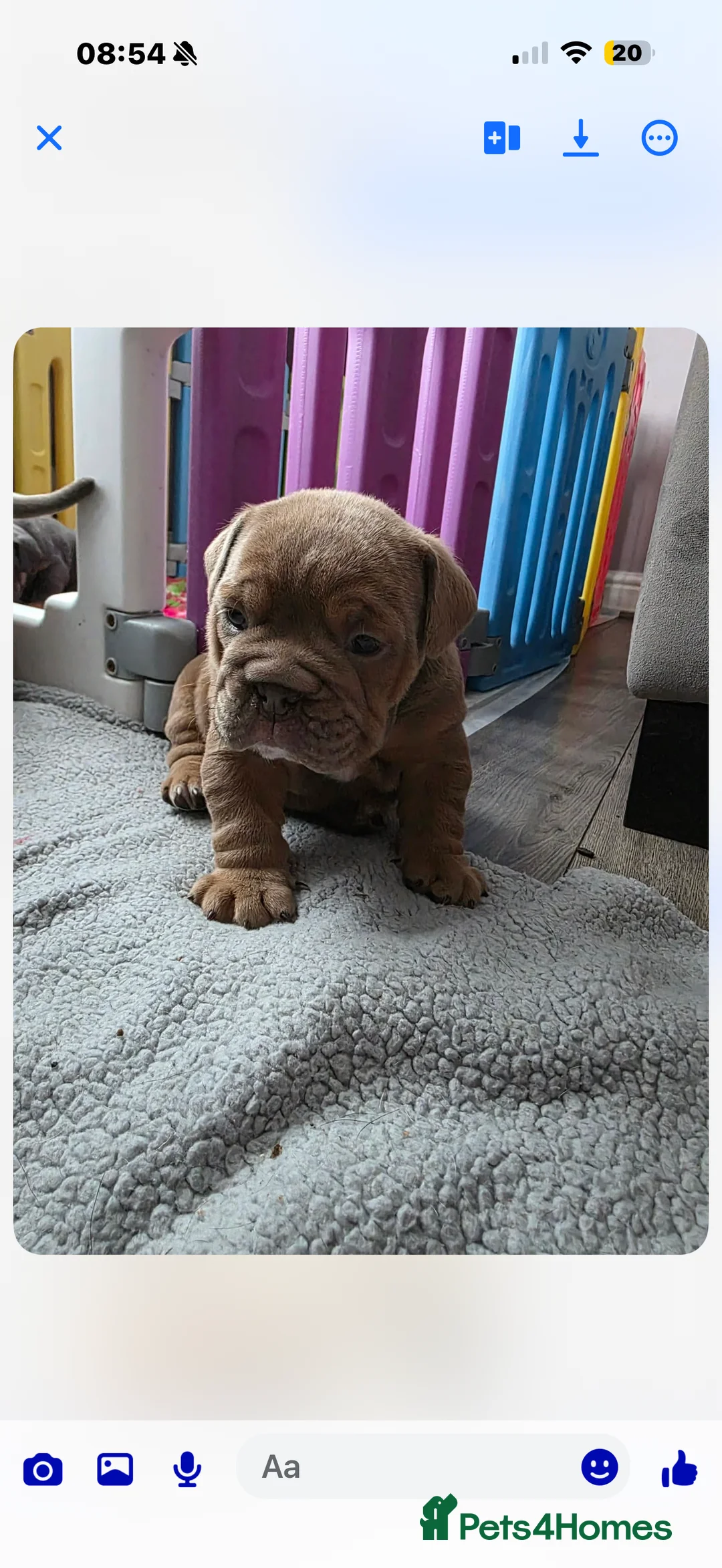 Mixed Breed dogs for sale: English bulldogs  - Advert 6