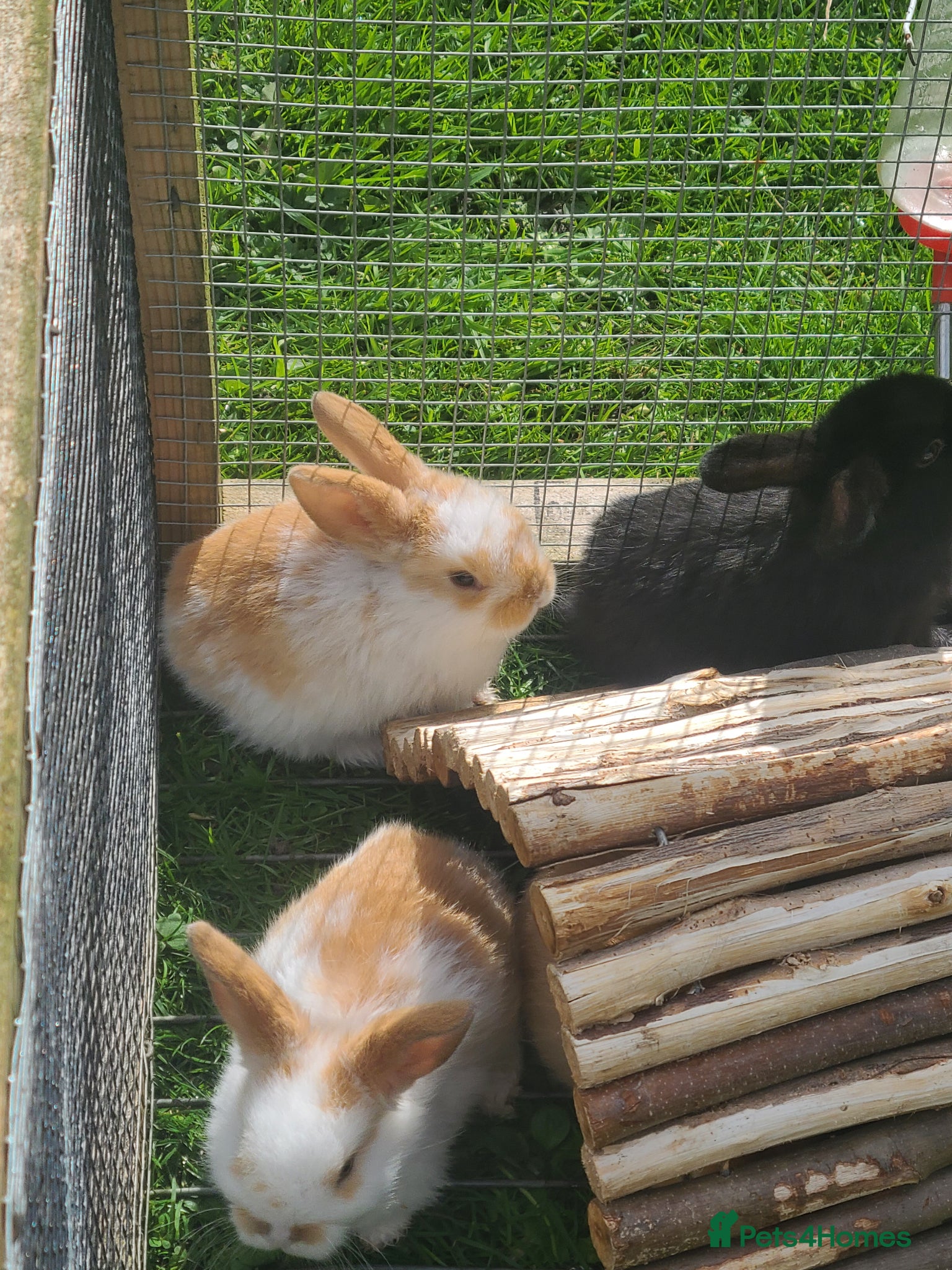 Mini Lion Lop rabbits Baby rabbits ready end April(26) - Advert 5
