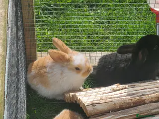Mini Lion Lop rabbits Baby rabbits ready end April(26) - Advert 5