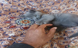 British Shorthair cats for sale: ONLY ONE FEMALE BRITISH SHORTHAIR LEFT - Image 24