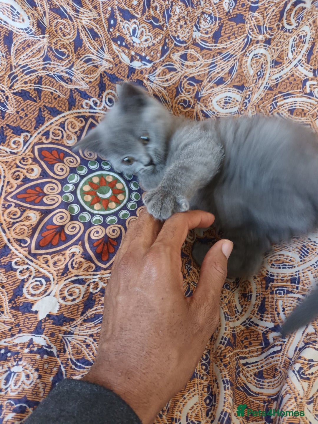 British Shorthair cats for sale: ONLY ONE FEMALE BRITISH SHORTHAIR LEFT - Image 24