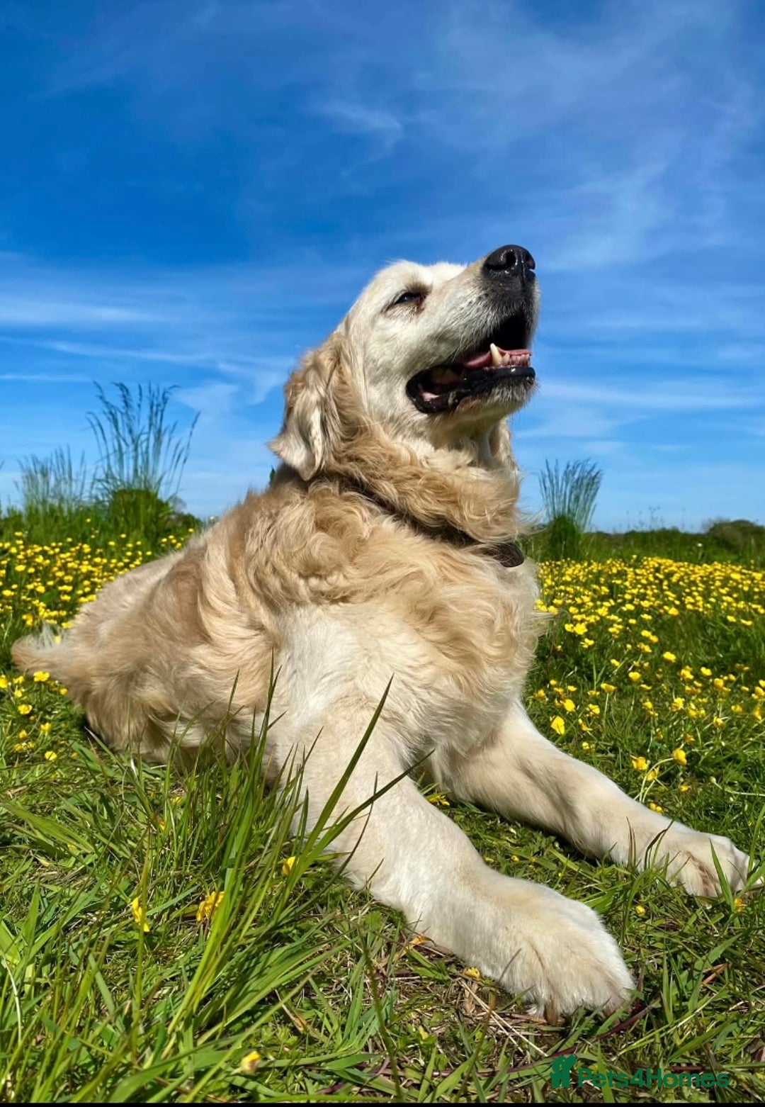 Golden Retriever dogs for sale: Stunning pale Golden Retriever puppies  - Advert 14
