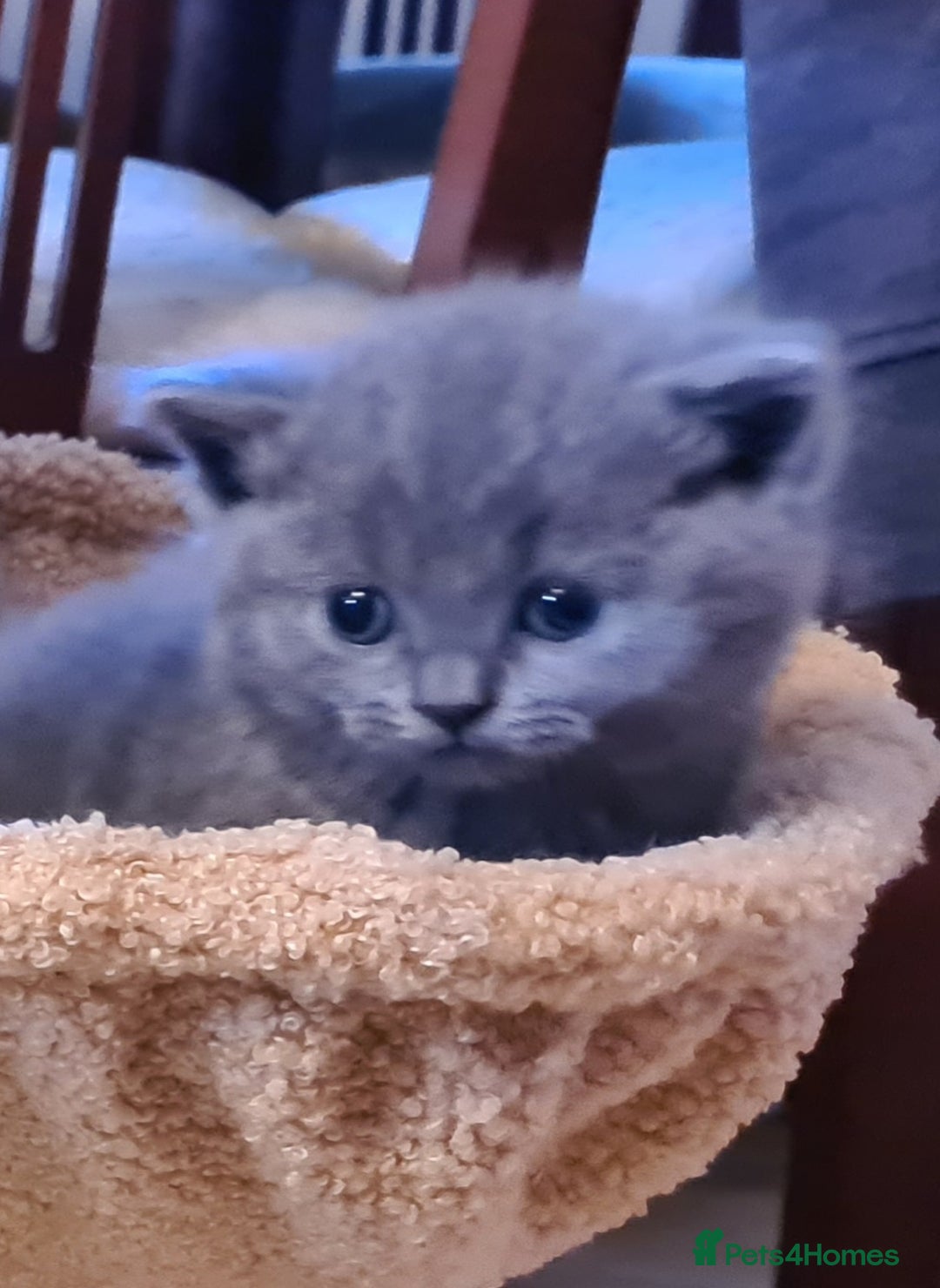 British Shorthair cats for sale: British Shorthair/Scottish Fold - 2 Grey Avail - Image 4