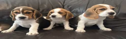 Beagle dogs for sale: Beautiful Beagles(ready now) - Advert 14