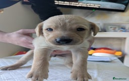 Labrador Retriever dogs for sale: Retriever Labrador puppys for sale - Image 7