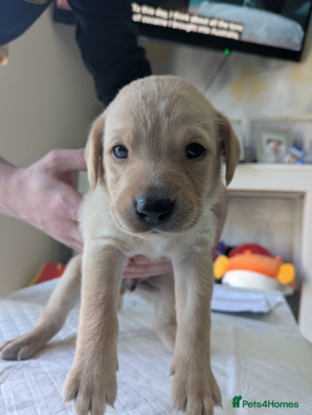 Labrador Retriever dogs for sale: Retriever Labrador puppys for sale - Image 7