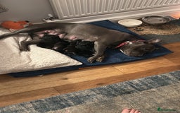 Staffordshire Bull Terrier dogs for sale: Staffordshire bull terrier puppies - Advert 13