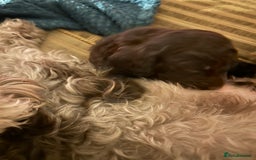 Cockapoo dogs for sale: Beautiful F2 Cockapoo Puppies  - Image 12