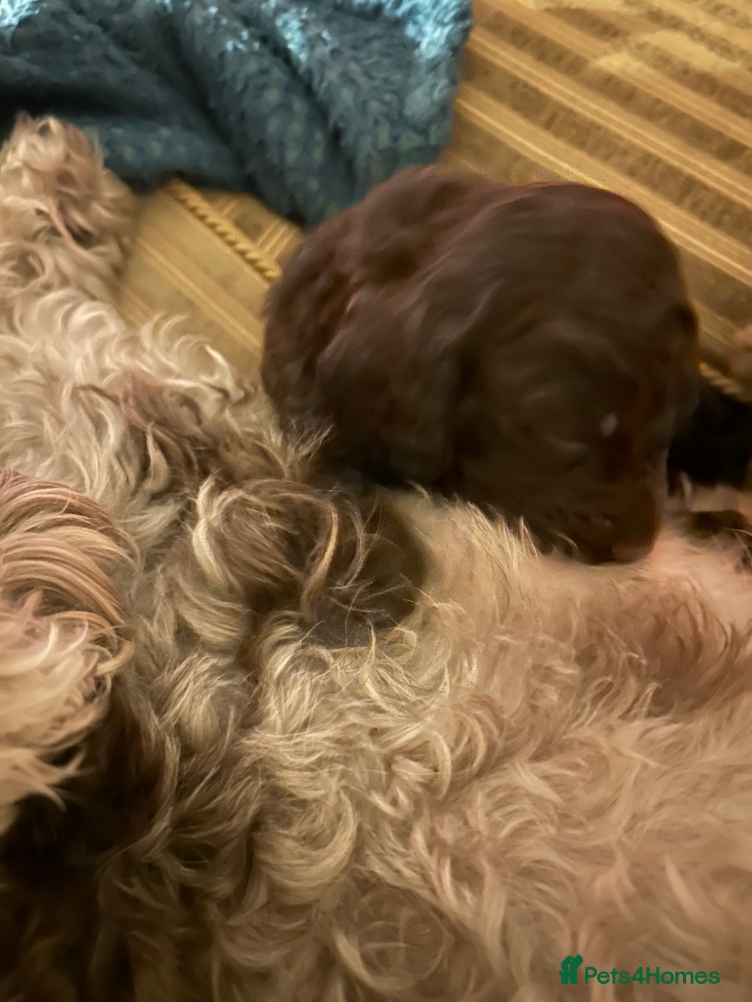 Cockapoo dogs for sale: Beautiful F2 Cockapoo Puppies  - Image 12