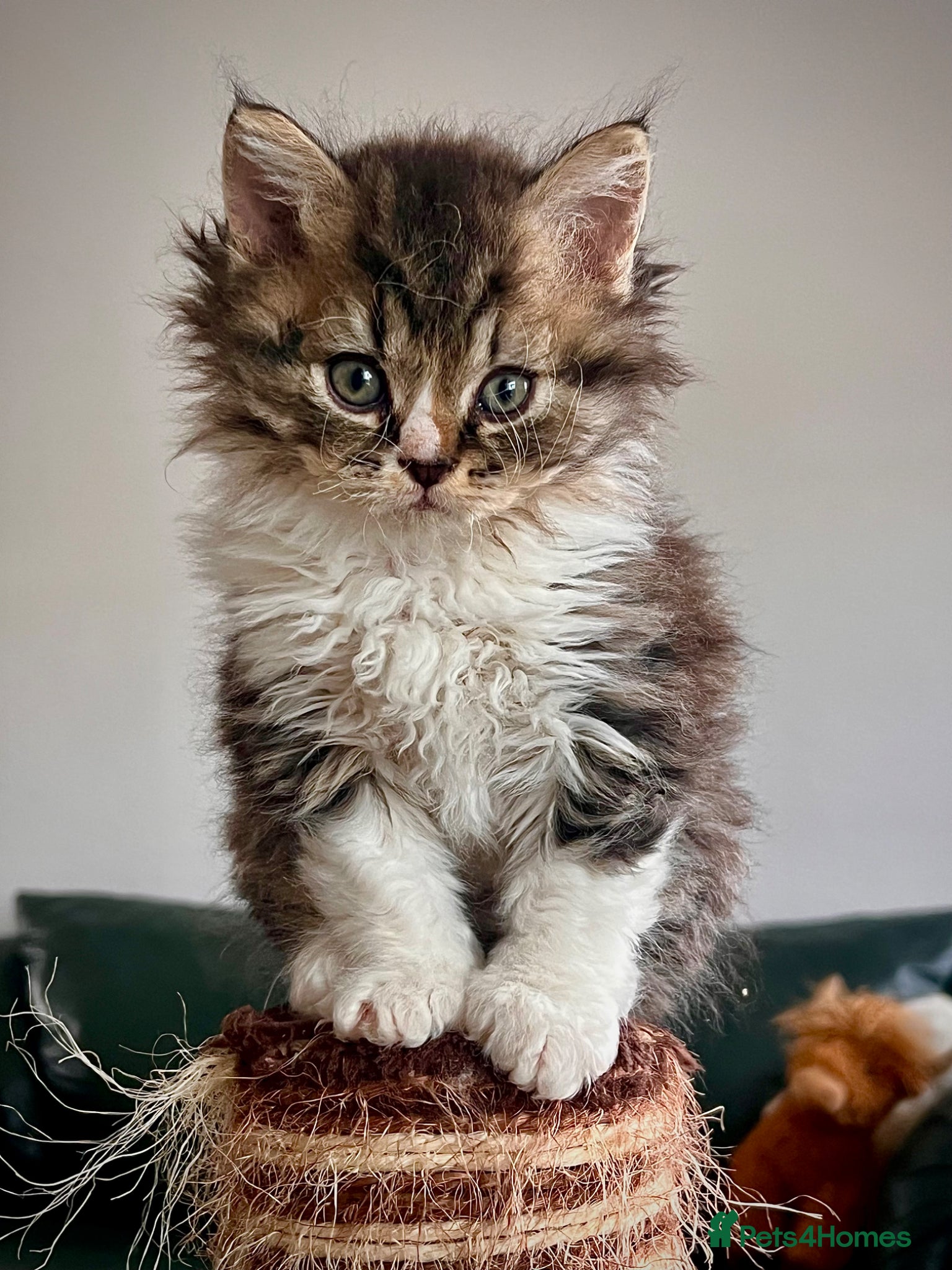 Selkirk Rex cats Beautiful Selkirk rex kitten  - Advert 1