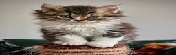 Selkirk Rex cats for sale: Beautiful Selkirk rex kitten  - Advert 16
