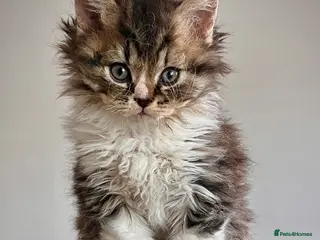 Selkirk Rex cats Beautiful Selkirk rex kitten - Advert 1