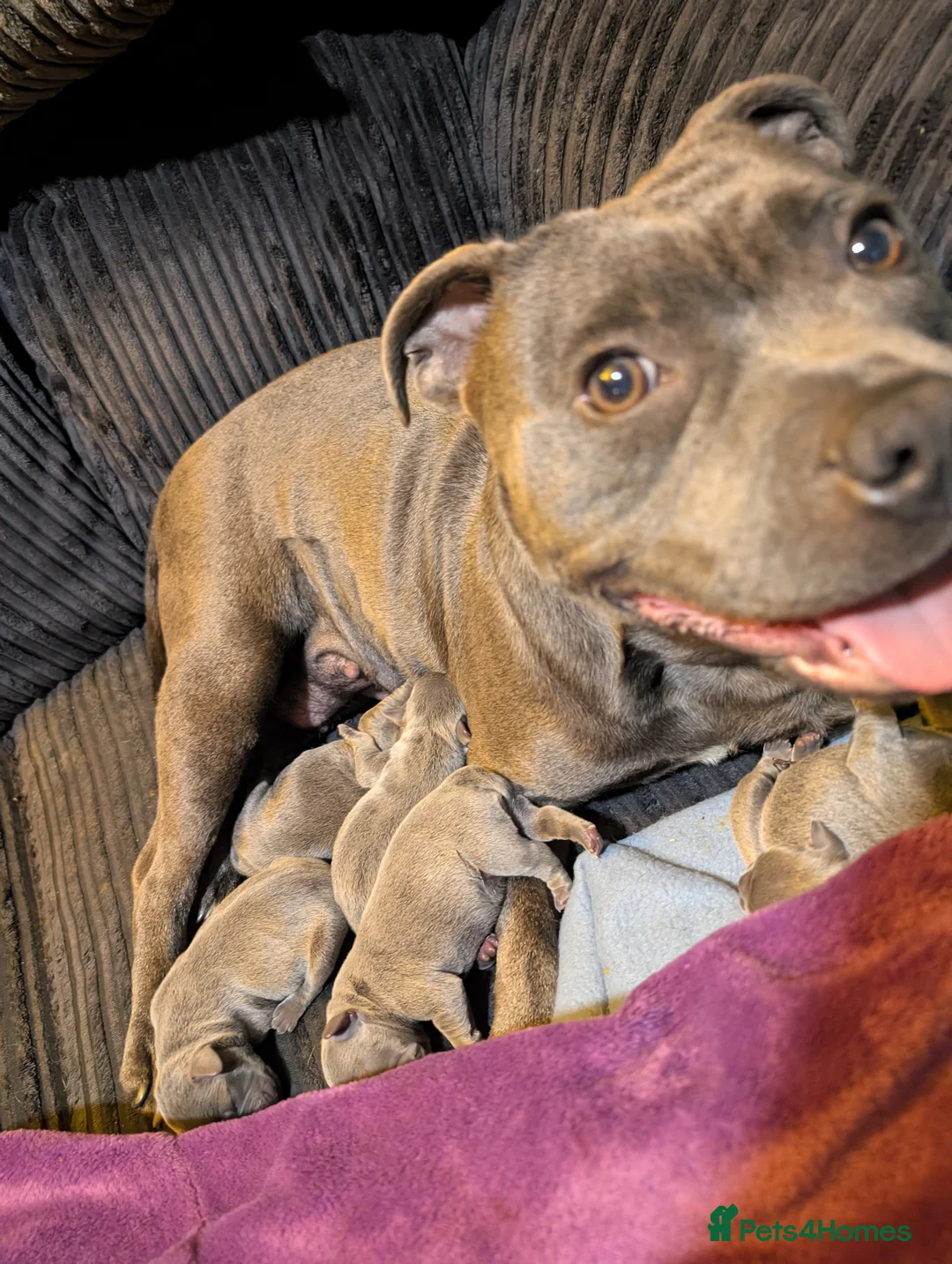 Mixed Breed dogs for sale: 6 blue Frenchie x staffie puppies  in Northampton - Advert 1