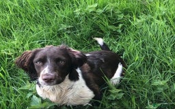 Sprocker dogs for sale: Stunning Sprocker pups  - Image 10