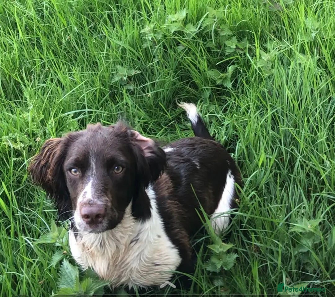 Sprocker dogs for sale: Stunning Sprocker pups  - Image 10