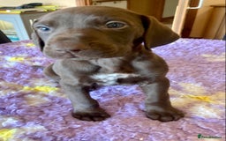 German Shorthaired Pointer dogs for sale: 2 gorgeous boys available  - Image 2