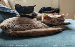 British Shorthair cats for sale: Beautiful British short-hair cross - Image 8