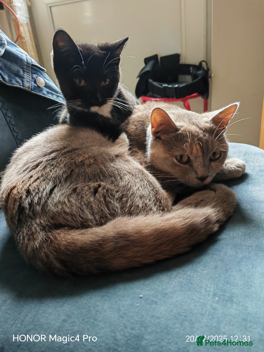 British Shorthair cats for sale: Beautiful British short-hair cross - Image 8