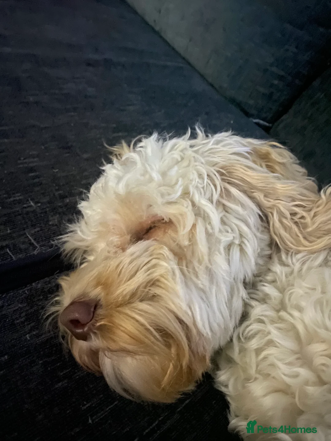 Cockapoo dogs for sale: Beautiful girl looking for her forever home - Advert 5