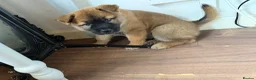Mixed Breed dogs for sale: Malamute/sharpei  - Advert 14