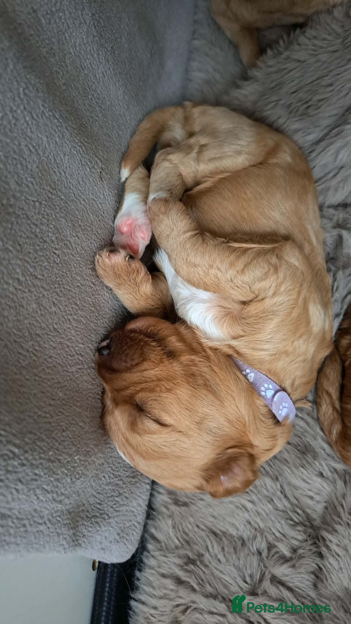 Australian Labradoodle dogs Tosha's puppies - Advert 2