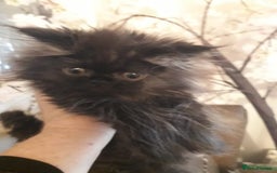 Persian cats for sale: READY NOW!! Exquisite Persian Kittens - Image 11