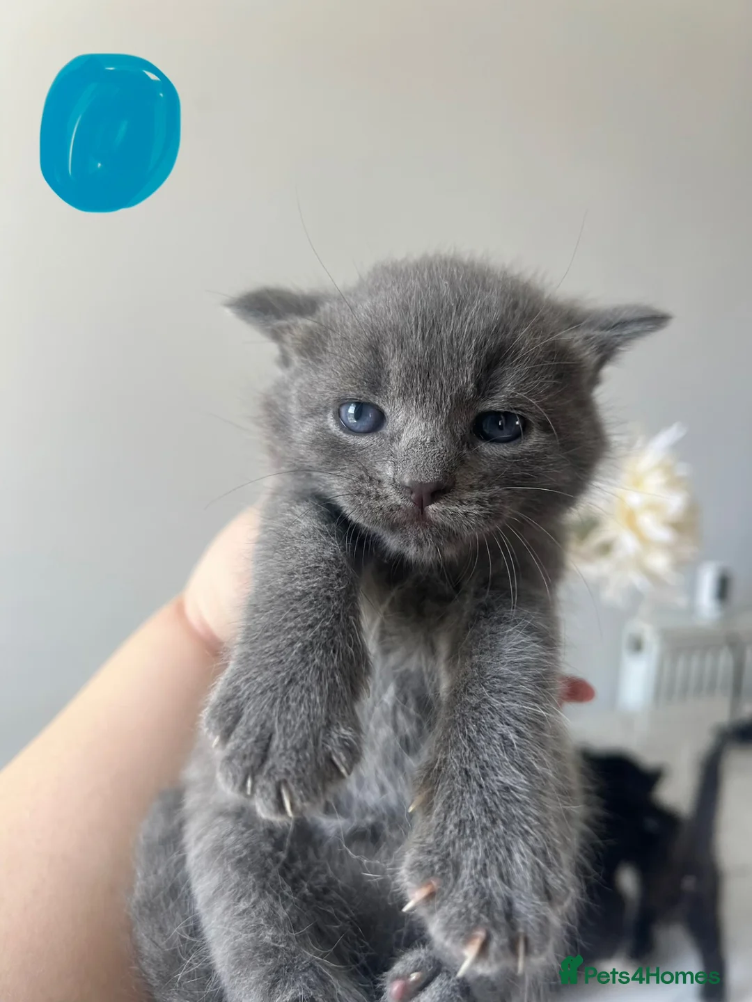 Mixed Breed cats for sale: 5 Gorgeous Kittens~Ready to be reserved  - Advert 1