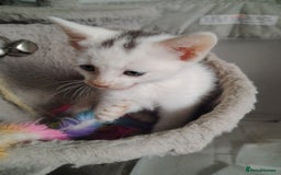 Mixed Breed cats for sale: Mircochipped female white kitten  - Image 11