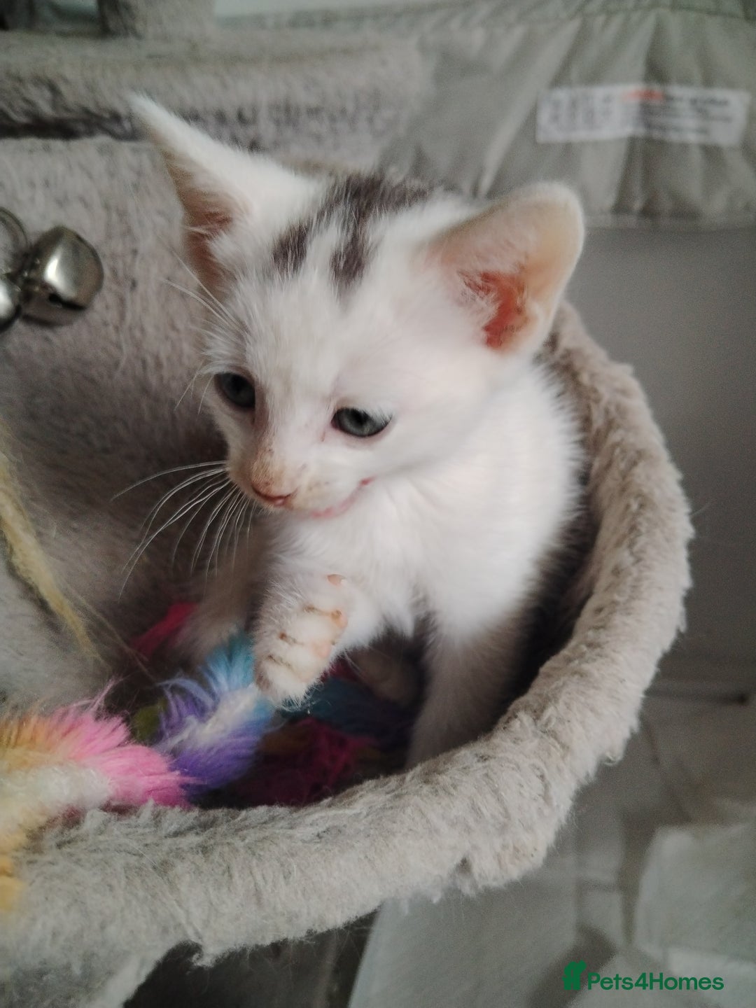 Mixed Breed cats for sale: Mircochipped female white kitten  - Image 11