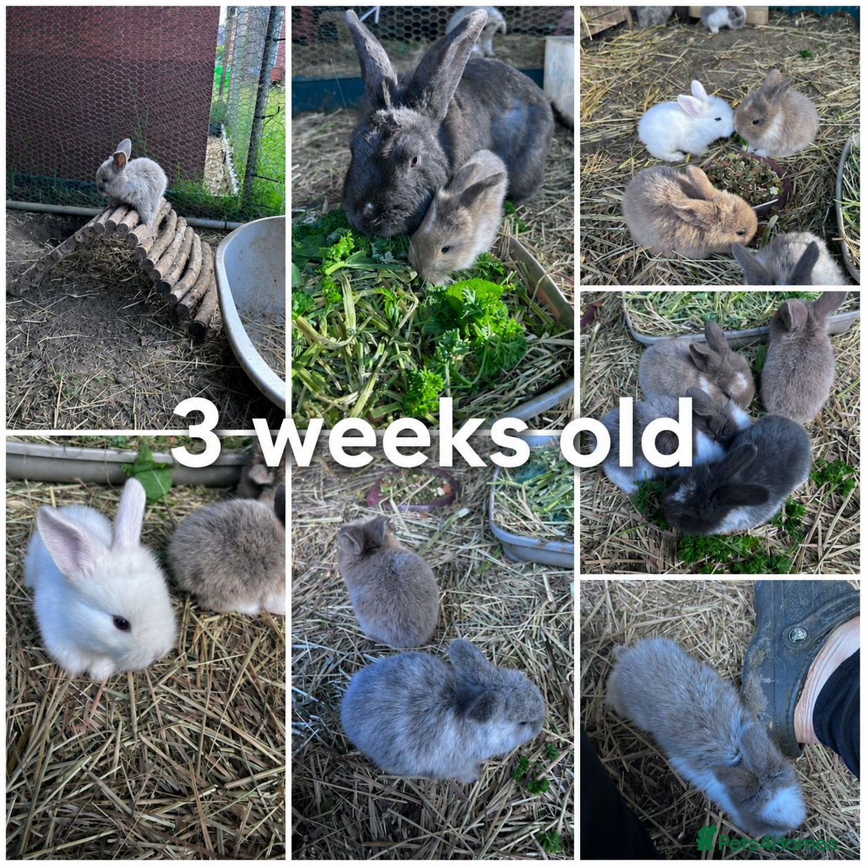 Mixed Breed rabbits Mixed lionhead/ mini loop rabbits  - Advert 12