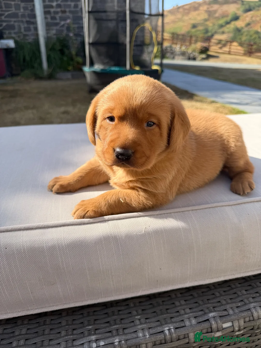 Labrador Retriever dogs for sale: Stunning fox Red Labrador pup - Advert 1