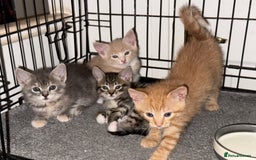 American Shorthair cats for sale: 4 stunning bsh x American short kittens avail - Image 12