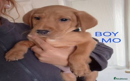 Labrador Retriever dogs for sale: Fox red lab pups - Image 1