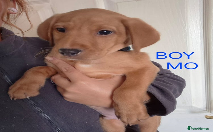 Labrador Retriever dogs - Advert 3